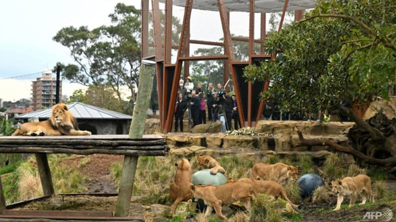 ဆစ်ဒနီတိရစ္ဆာန်ရုံမှ ခြင်္သေ့များ လွတ်သွားသဖြင့် ဧည့်သည်များကို ဘေးကင်းရာသို့ ညတွင်းချင်းပြောင်းရွှေ့ခဲ့ရ